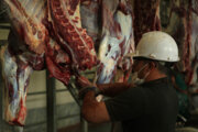 بیش از ۳۳ تن گوشت قرمز در بهمن  عرضه شد