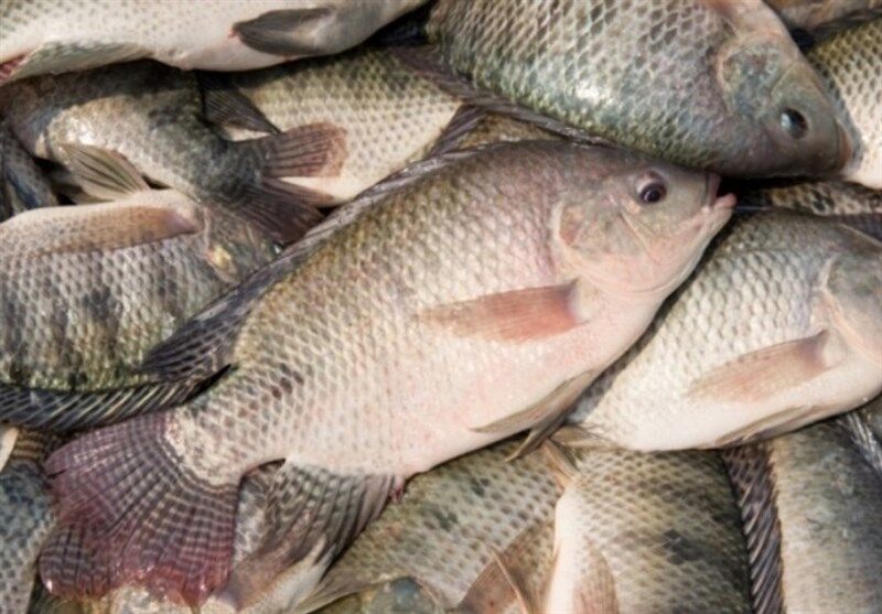 ۱۳ تن ماهی در شیلات دهدز تلف شد