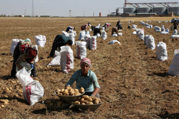  سیب زمینی در بیش از ۶ هزار هکتار از اراضی کردستان برداشت شده است