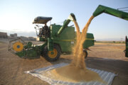 تولید گندم در آذربایجان غربی ۱۰ درصد کاهش یافت