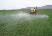 ۱۳۰ هزار هکتار از مزارع گندم‌ خراسان شمالی درگیر علف هرز است