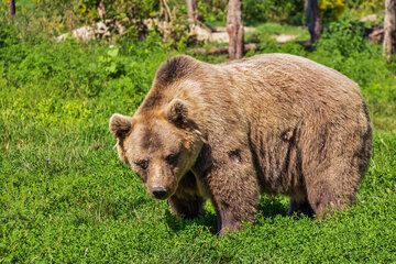 ضرورت حفاظت از قلمروی خرس قهوه‌ای در آذربایجان‌شرقی