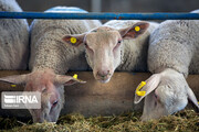 ۲ هزار و ۱۰۰ راس از گوسفندان بومی استان سمنان اصلاح نژاد شدند