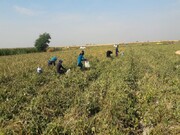 بیش از ۳۶ هزار تن حبوبات دیم در کردستان تولید شد