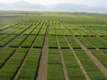 اجرای الگوهای جدید در کشاورزی کردستان مورد حمایت قرار می‌گیرد
