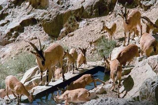 حمایت‌های قضایی موجب تسهیل در حفاظت از حیات وحش استان اردبیل شد 