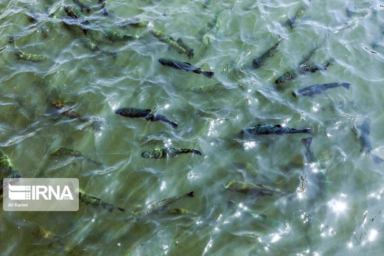 رهاسازی ۷۶هزار ماهی در منابع آبی فارس