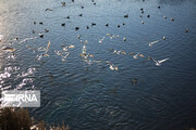 شکار پرندگان مهاجر در تالاب‌های بین‌المللی گنبدکاووس ممنوع است
