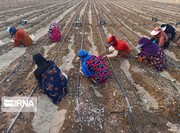 بیکاری در روستاهای اصفهان کاهش یافت