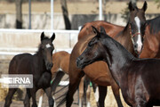 پژوهشگران دانشگاه شهرکرد موفق به انتقال جنین اسب شدند