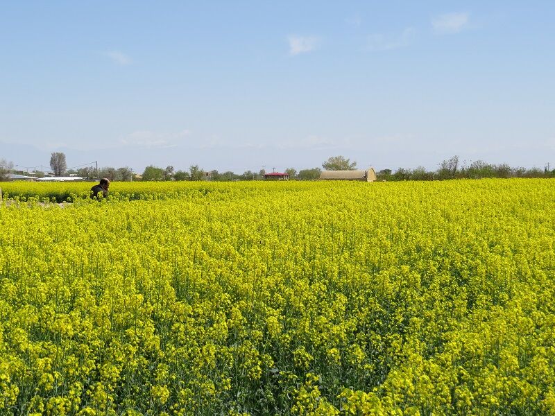 کشت دانه روغنی کلزا در استان یزد ۳۰ درصد افزایش یافت