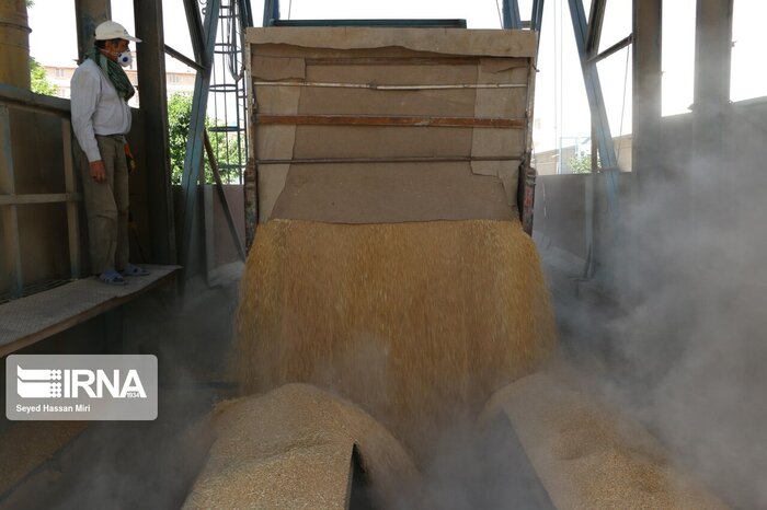 ۱۵ هزار تن گندم در لرستان خرید تضمینی شد
