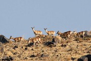 سرشماری گونه‌های جانوری در استان همدان آغاز شد