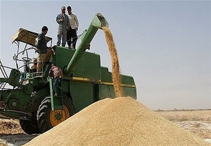 برداشت چهارهزار و ۴۷۰ تُن گندم از مزارع دامغان پیش‌بینی می‌شود