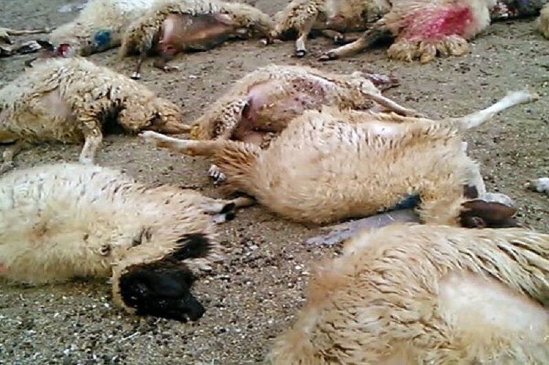  حمله گرگ ۵۰ راس گوسفند را در خراسان شمالی تلف کرد