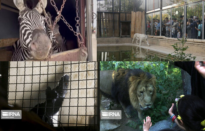 سرنوشت تلخ حیوانات در باغ وحش‌های استان تهران