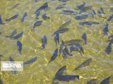 ۱۳ هزار تن ماهی سالانه در خراسان رضوی تولید می‌شود