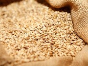امسال۴۰ هزار تن گندم برای ارتقای کیفیت آرد و نان استان سمنان تامین شد