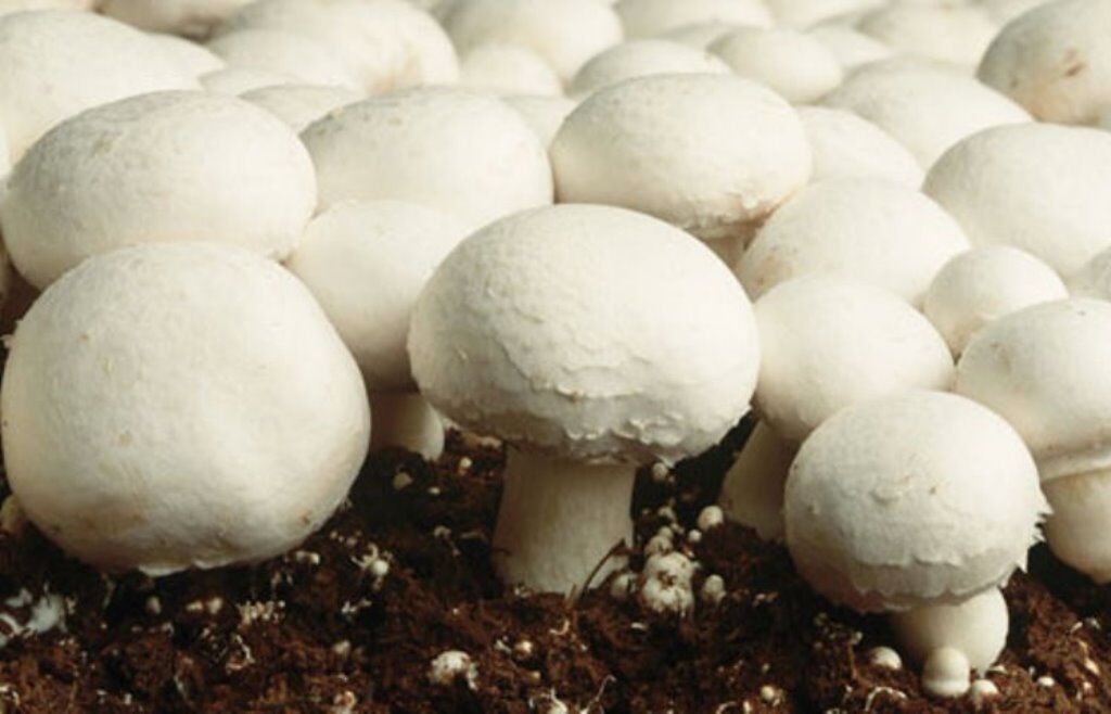 پیش‌بینی تولید ۱۸۵ هزار تن قارچ/ ایران رتبه هفتم تولید قارچ دنیا را دارد
