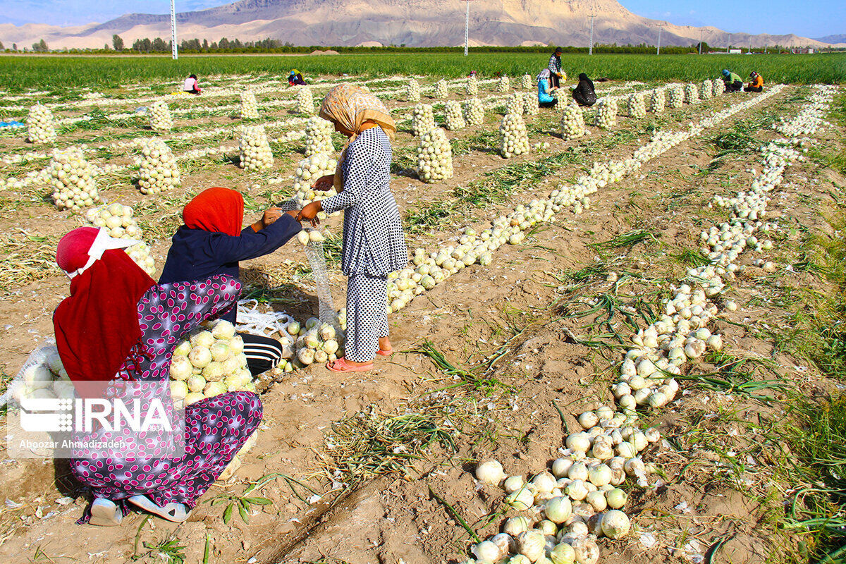 ۳ هزار زن روستایی اصفهان طرح نوین تولیدات کشاورزی را فرا گرفتند