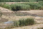 برداشت بی‌رویه از رودخانه‌ سقز تهدیدی برای آبزیان شده است