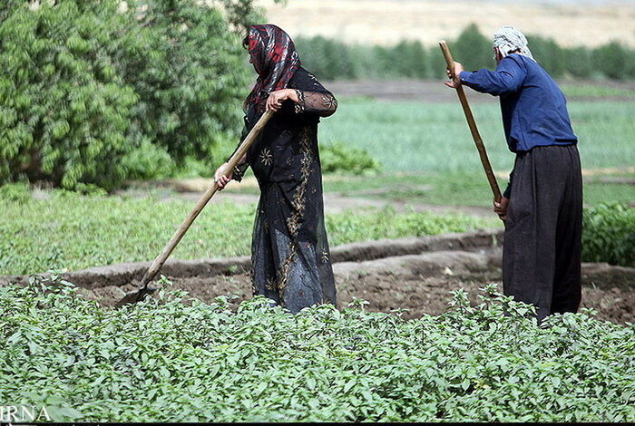 ۴۰ شرکت تعاونی تولید کشاورزی در طرح سامانه گرمسیری کرمانشاه ایجاد شد