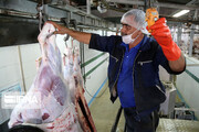 خراسان رضوی بزرگترین تولیدکننده گوشت قرمز در کشور است