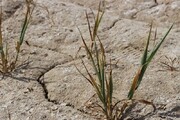 خسارت خشکسالی مزارع گنبدکاووس در ۵۰ سال گذشته کم سابقه است