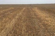 ۲۵ درصد از گندم شهرستان رزن به علت خشکسالی غیرقابل برداشت است 