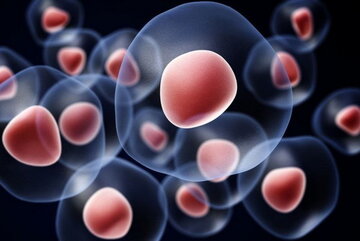 موجودی شبکه ملی اهداکنندگان سلول‌های بنیادی خون‌ساز ارتقا می‌یابد