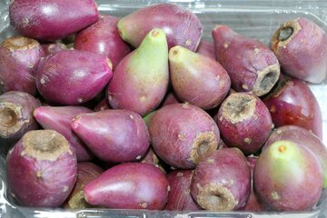 پرورش کاکتوس میوه‌دار در شهرستان ورامین