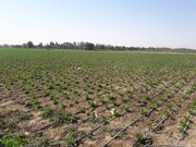 ۱۴۳ پروژه بخش کشاورزی خراسان جنوبی آماده افتتاح است