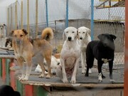 نقاهتگاه سگ‌های بدون صاحب در منطقه ۴ تهران ایجاد می‌شود