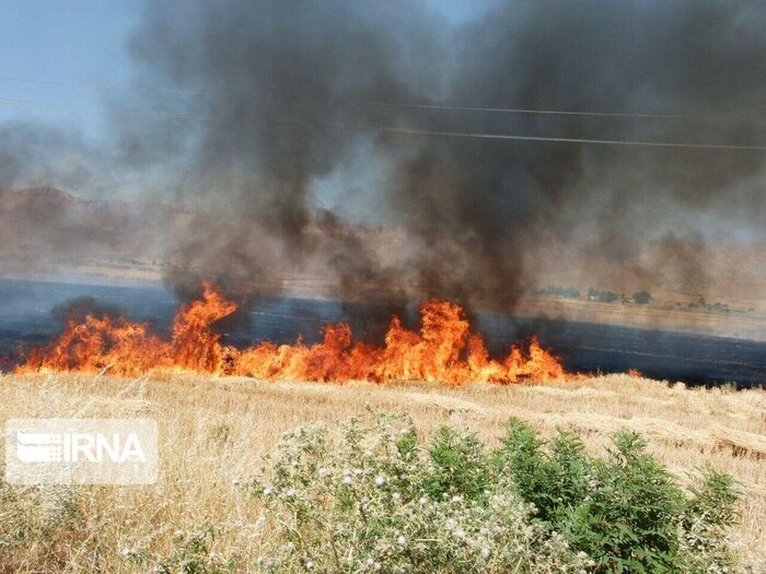 آتش ۱۳ هکتار از مزارع گندم دالاهو و گیلانغرب را از بین برد
