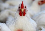 ۲ تن مرغ زنده فاقد مجوز در سروآباد کشف و ضبط شد