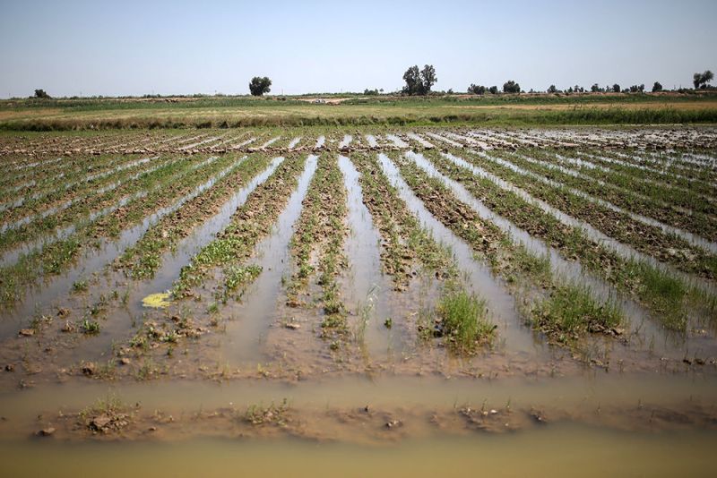 سیلاب بیش از ۵۰ میلیارد تومان به کشاورزی بوشهر خسارت وارد کرد 