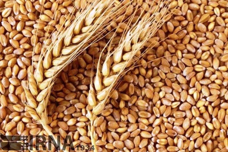 سازمان مرکزی تعاون روستایی بیش از ۱۹۸ هزار تن بذر انواع محصولات تولید کرده است 