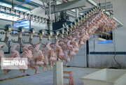 کمتر از ۱۵ درصد گوشت مرغ مصرفی البرز در داخل استان تولید می شود