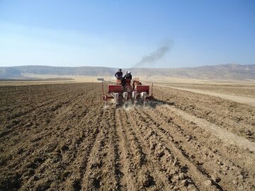 گندم در اراضی دیم خراسان شمالی با وجود نبود بارش موثر کشت شد