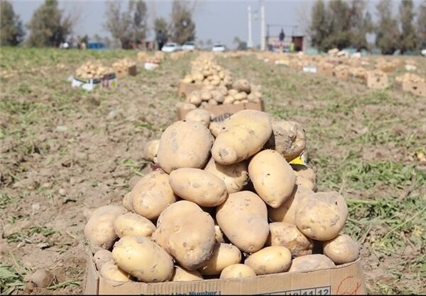 پیش‌بینی برداشت ۲ هزار و ۸۰۰ تن سیب‌زمینی در کازرون  