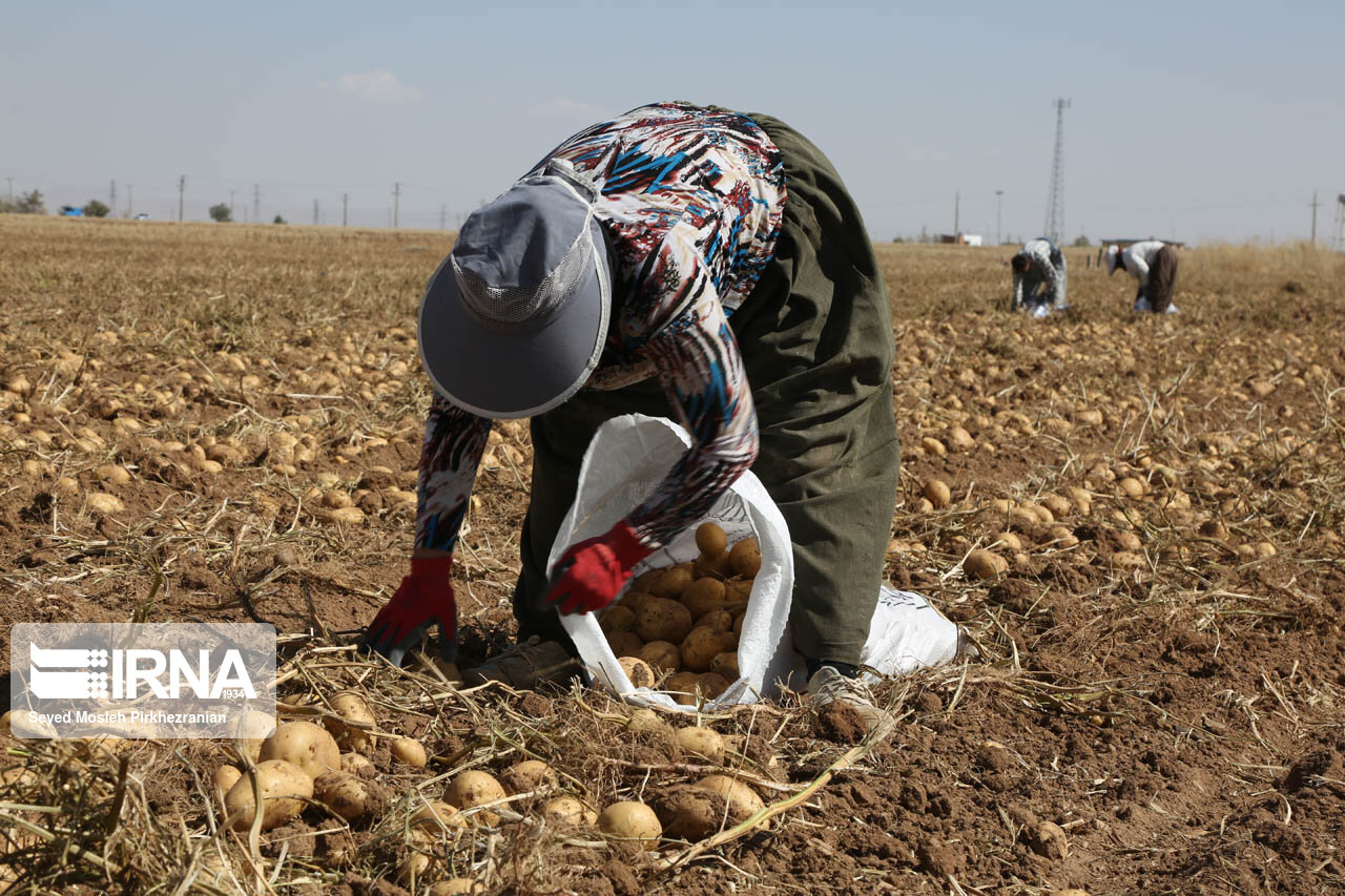 فیلم/برداشت سیب‌زمینی در جنوب کرمان و گلایه همیشگی کشاورزان