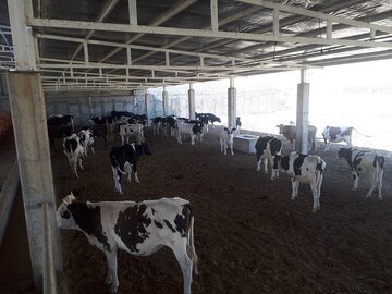 واحد پرورش گاو شیری در لالی به بهره‌برداری رسید