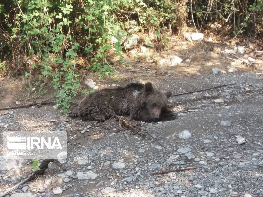 لاشه یک قلاده خرس در ارتفاعات توسکستان گرگان پیدا شد