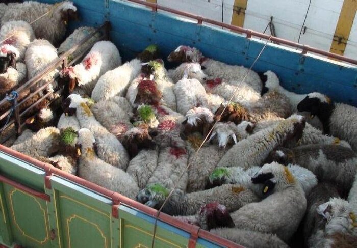 ۱۰۵ راس گوسفند قاچاق در نوار مرزی قصرشیرین کشف شد