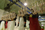 ۴۰ تن مرغ روزانه در بروجرد تولید می‌شود