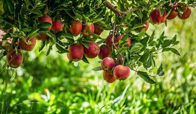 آذربایجان‌غربی بیش از یک سوم سیب کشور را تولید می‌کند