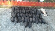 لاشه ۵۰ پرنده مهاجر در نزدیکی بازار فریدونکنار کشف شد