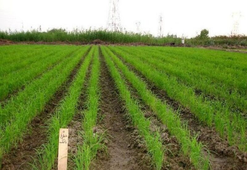 خشکه‌کاری برنج راهکار صرفه‌جویی آب و مبارزه با خشکسالی گلستان است