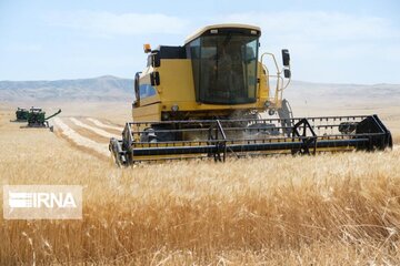 توسعه کشت قراردادی گندم نیاز ضروری بخش کشاورزی