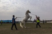 فیلم/ جشنواره زیبایی اسب اصیل ترکمن در کلاله